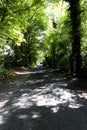 Tree lined singe lane