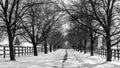 Tree lined snow covered driveway Royalty Free Stock Photo