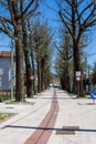 Tree-lined street in Altavilla Vicentina Royalty Free Stock Photo