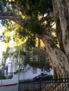 Tree lined street