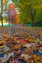 Tree Lined Street during Fall Season Oregon USA Royalty Free Stock Photo