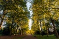 Tree Lined Street in Hyde Park Royalty Free Stock Photo