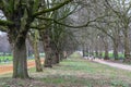 Tree lined street in Hyde Park London, late winter Royalty Free Stock Photo