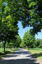 Tree-lined street with leaves shaping a heart over the road Royalty Free Stock Photo