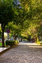 A tree-lined street with a no parking sign on the sidewalk Royalty Free Stock Photo