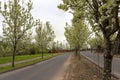 Tree Lined Street in Residential Area spring season Royalty Free Stock Photo