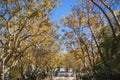 Tree-lined street in a residential neighborhood on a sunny autumn day Royalty Free Stock Photo