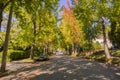 Tree-lined street in a residential neighborhood on a sunny autumn day Royalty Free Stock Photo