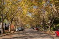 Tree-lined street in a residential neighborhood on a sunny autumn day Royalty Free Stock Photo