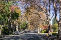 Tree-lined street in a residential neighborhood Royalty Free Stock Photo