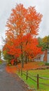 with orange color sugar maple tree in Fall with home on rain soaked rural street