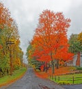 road with orange color sugar maple tree in Fall on rain soaked rural street