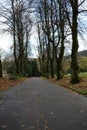 Tree lined tarmac driveway with fallen leaves Royalty Free Stock Photo