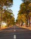 Tree-lined tarred road