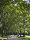 Tree-lined walkway Royalty Free Stock Photo