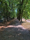 France Rueil-Malmaison Tree-lined walkway 809312