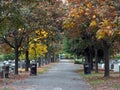 Tree lined walkway path in autumn yellows along the graveyard.