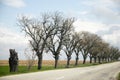 Tree lines Royalty Free Stock Photo