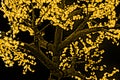 Tree lit up with yellow flowers - modern light show