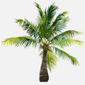 Tree little green fluffy spreading coconut tree