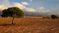 A Tree - Little Karoo, South Africa Royalty Free Stock Photo