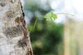 SMALL LEAVES OF TREE Royalty Free Stock Photo