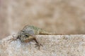 The tree lizard disguises on the brown rock