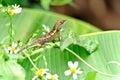 Tree lizard Royalty Free Stock Photo