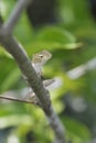 Tree lizard Royalty Free Stock Photo
