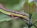 Tree lizard on green leaf very cool