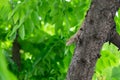 A tree lizard lurk to wait for prey