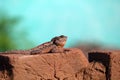 Tree Lizard on Soil Bricks