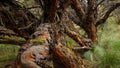 Tree located in the moor in the Ecological Reserve Los Ilinizas in Ecuador. Common name: paper tree