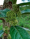 Tree with small green berries in the rural region of Jardim das Oliveiras.