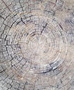 Tree Log Background Royalty Free Stock Photo