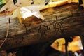 Tree log without bark with insect made hieroglyphs and yellow leaves