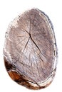 Tree log cut section with cracks on white background Royalty Free Stock Photo