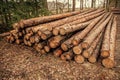 Tree log in forest. Pine tree log. Softwood lumber. Deforestation and logging. Stack of cut wood. Wood log timber logging. Harvest Royalty Free Stock Photo