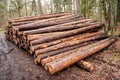 Tree log in the forest. Stack of chopped wood. Logging timber wood industry. Deforestation environmental problem. Stack of cut Royalty Free Stock Photo