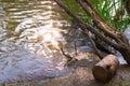 Tree with log near the forest river. background, nature. Royalty Free Stock Photo