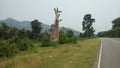 Tree log near roadside at hilly region in India