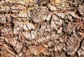 A tree log ready for cutting. Wood texture, tree bark texture na Royalty Free Stock Photo