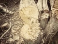 Tree logging. Royalty Free Stock Photo