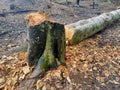 Tree logging, cutting, outdoor Royalty Free Stock Photo