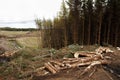 Tree logging Royalty Free Stock Photo