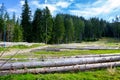 Tree logging on a meadow in Tatra Mountains, Poland, several tree trunks lying in coniferous forest