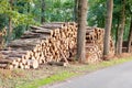 Tree logs piled up near a forest road Royalty Free Stock Photo