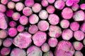 Tree logs pink Royalty Free Stock Photo