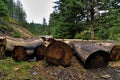 Tree logs at the sides of asphalt road Royalty Free Stock Photo