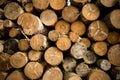 Tree Logs Stacked Royalty Free Stock Photo